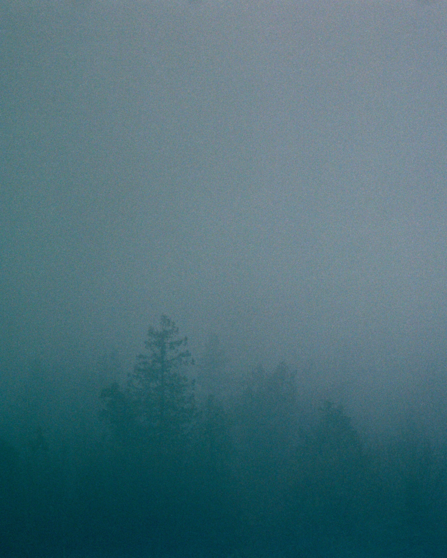 Misty forest with trees barely visible through the fog